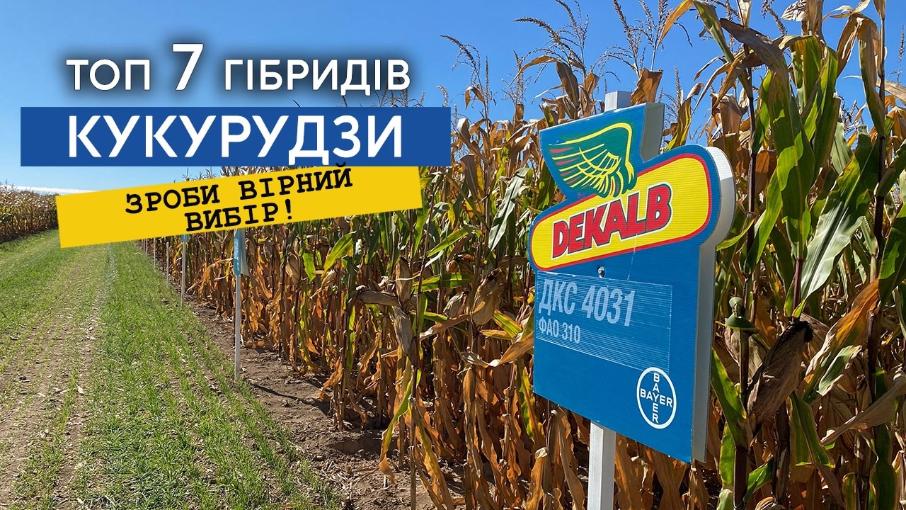 Як обрати гібрид кукурудзи? Кращі гібриди DEKALB!
