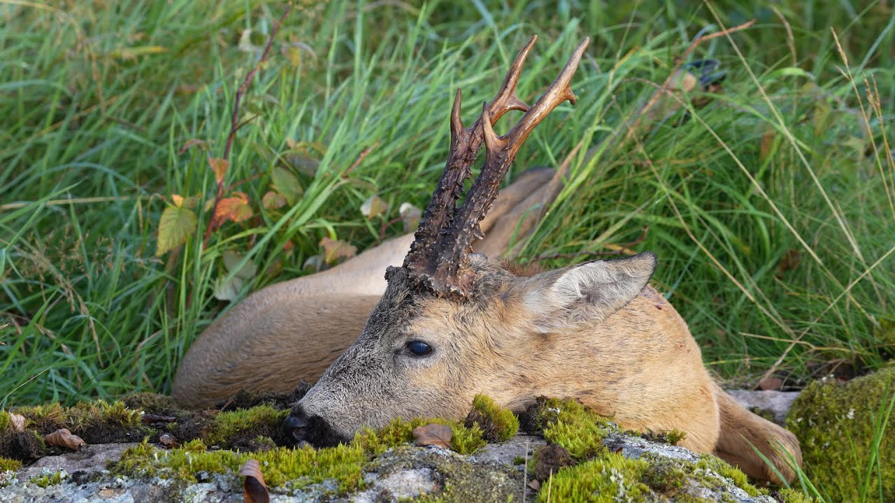 Bockjakt p&aring; H&auml;rkila