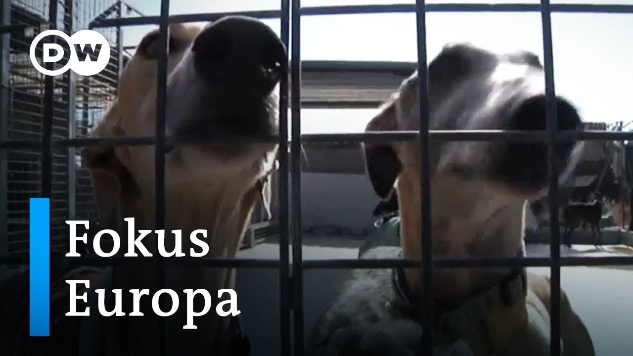 Spaniens misshandelte Galgos - ein Hundeelend | DW Deutsch