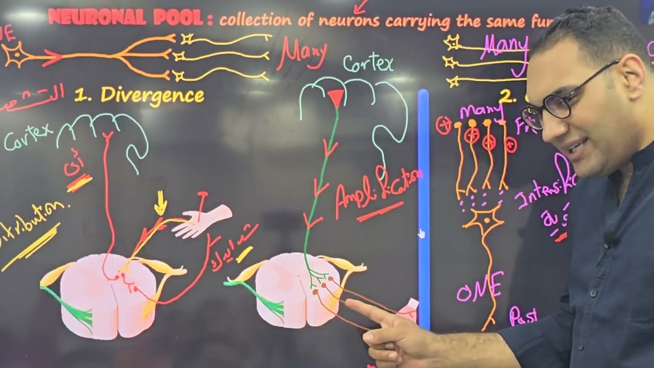 CNS Introduction -3 قصر العيني by Dr. Elsherif