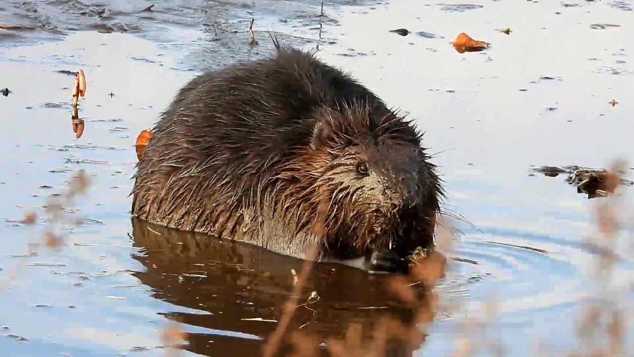 wildlife at burnaby lake