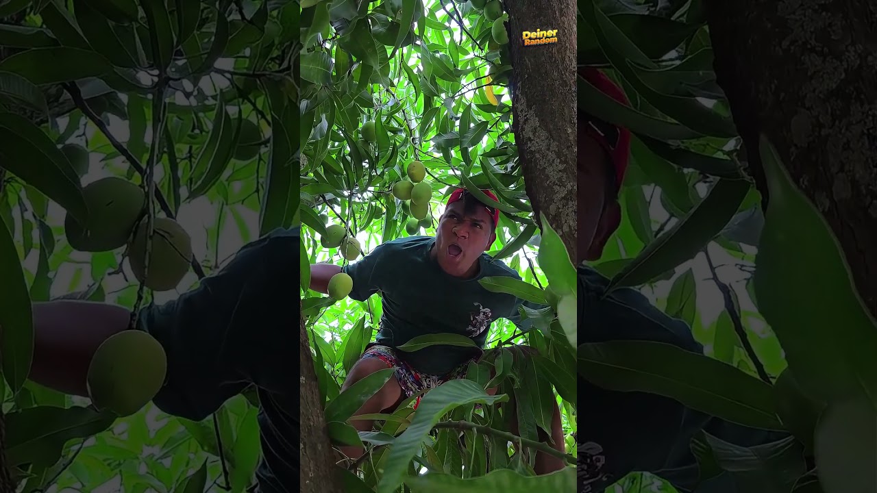 agarrando los mangos #shorts #comedia #humor