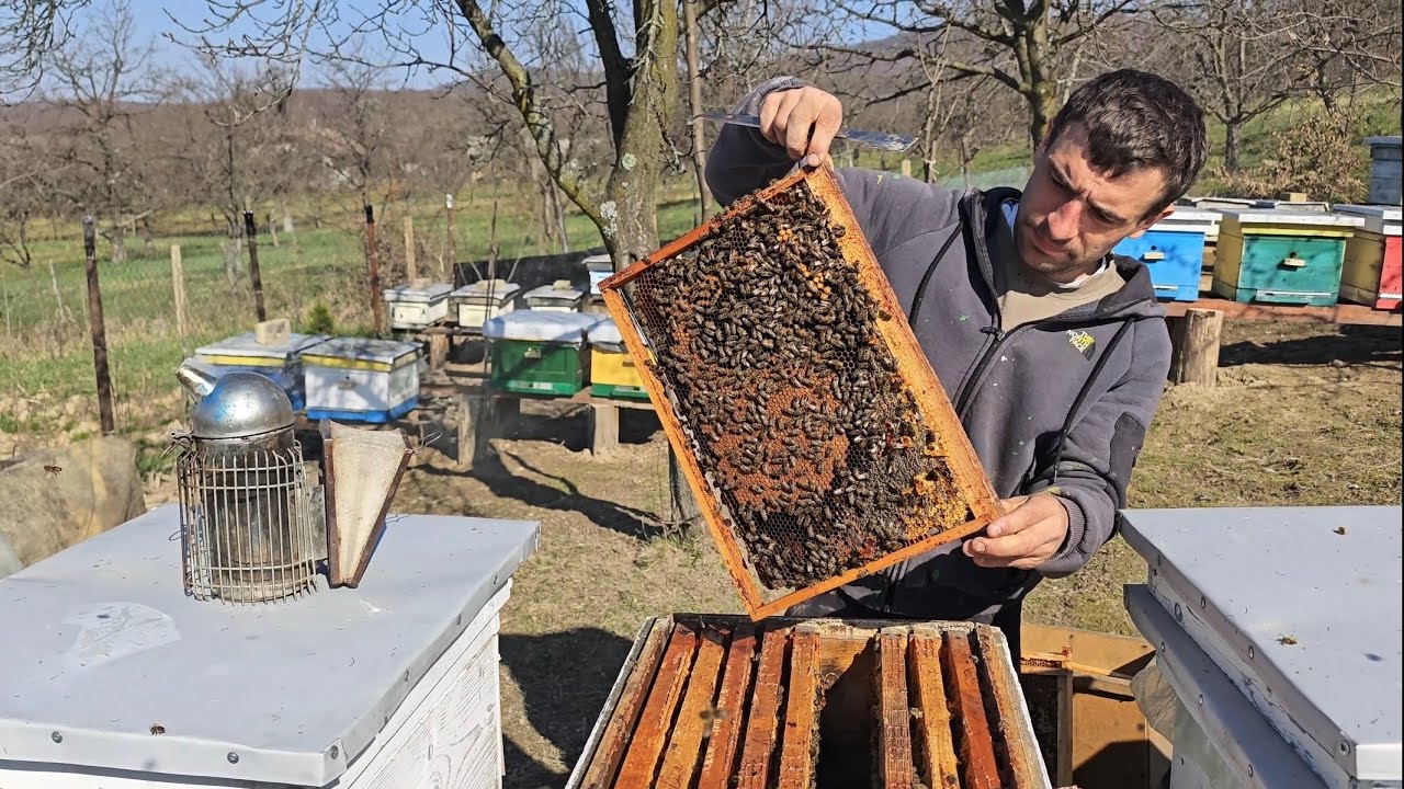 Весняний огляд та розширення сімей. Вартість Бджолопакетів⁉️