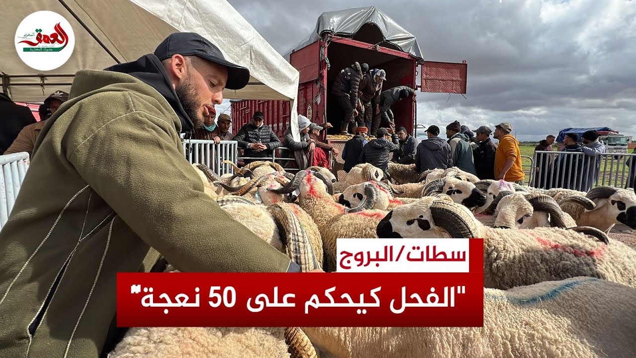 من 17 ألف درهم إلى 3 ملايين.. كسابة يكشفون أسرار اختيار سلالة الأكباش الأصيلة من قلب عاصمة السردي