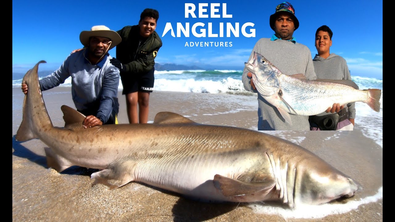 275 kilogram Ragged tooth shark | Fishing False Bay