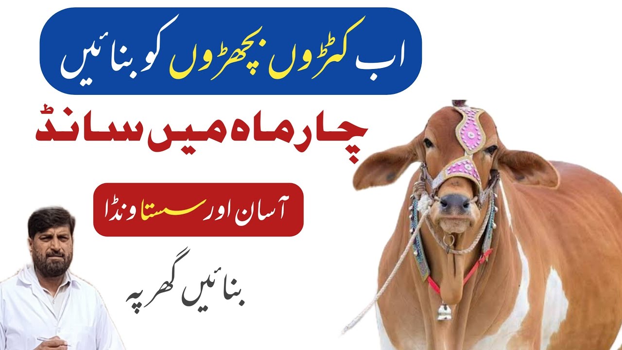 Desi ونڈا Formulation For قربانی Buffalo and Cow Calves | Easy جانور Mota karnay Ka Tarika