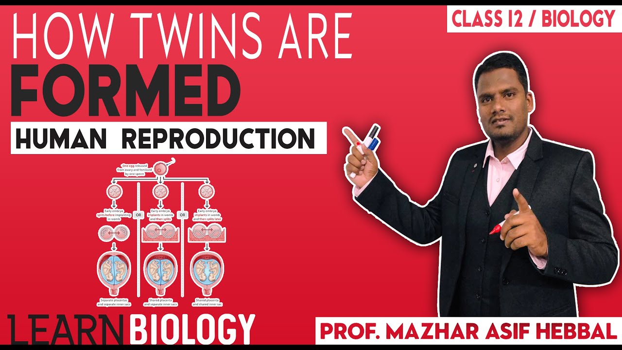 How Twins are formed?