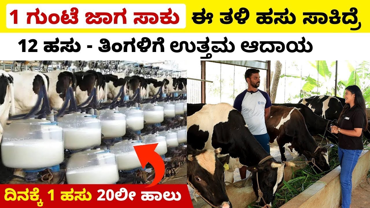 HF ಹಸು ಕೃಷಿ ಮಾಹಿತಿ | 1 ಗುಂಟೆ ಜಾಗದಲ್ಲಿ ಹಸು ಸಾಕಾಣಿಕೆ ಟಿಪ್ಸ್  | HF Cow Farming Details in Kannada
