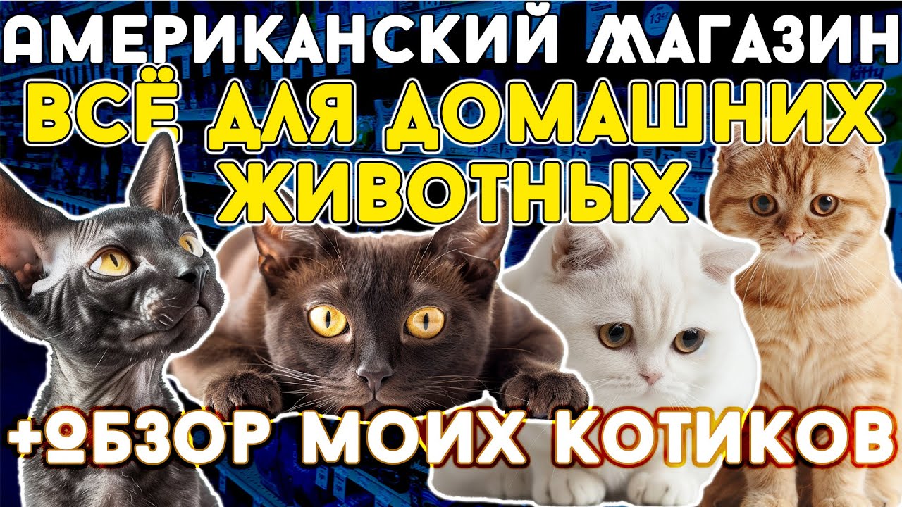 Обзор моих котиков + американский магазин 