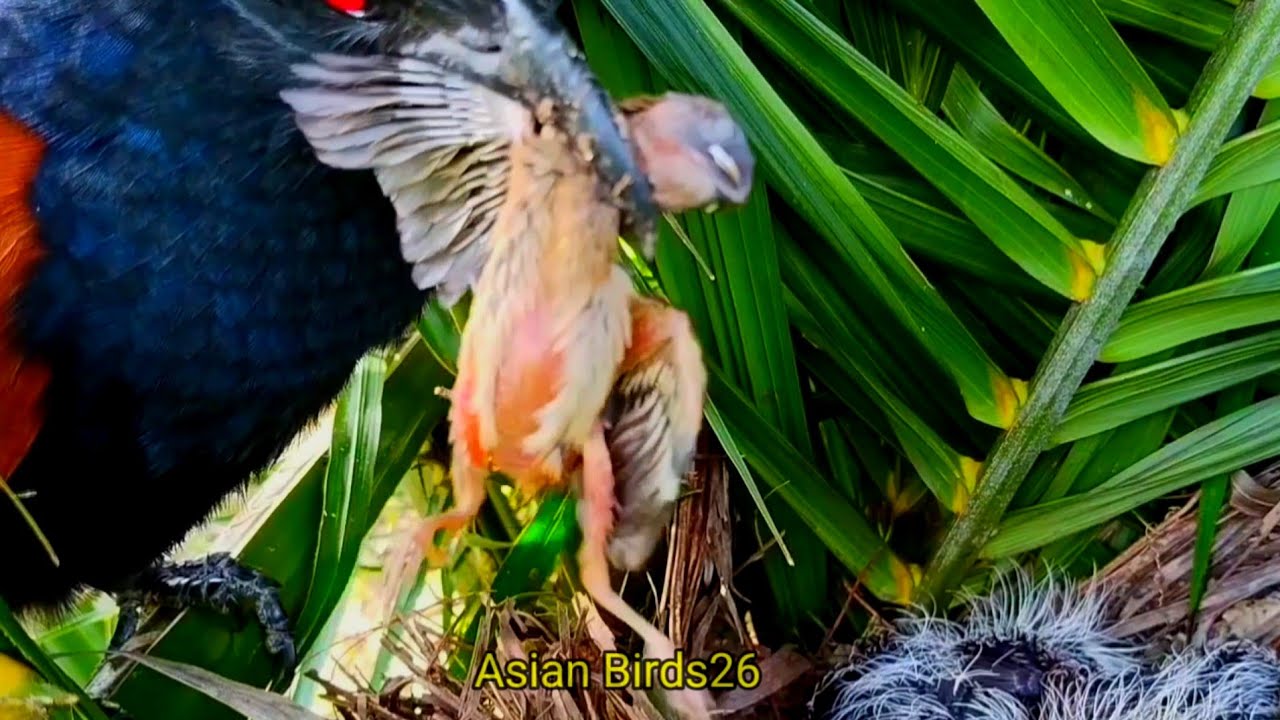 BABY BIRDS EAT BABY BIRDS 