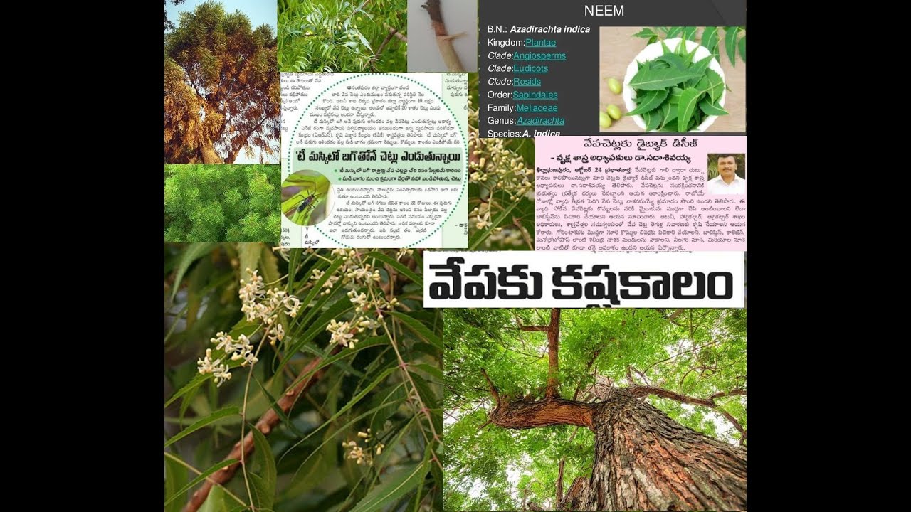 వేపను విస్మరిస్తే వినాశనం తప్పదు Dieback disease in Neem  tree Phomopsis azadirachtae