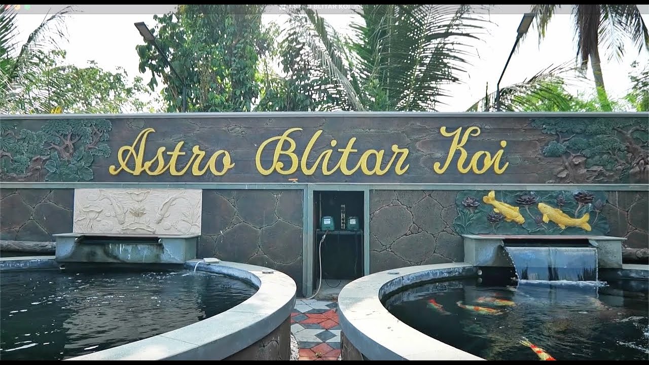 Gianluca Journey to Indonesia with Astro Koi Farm