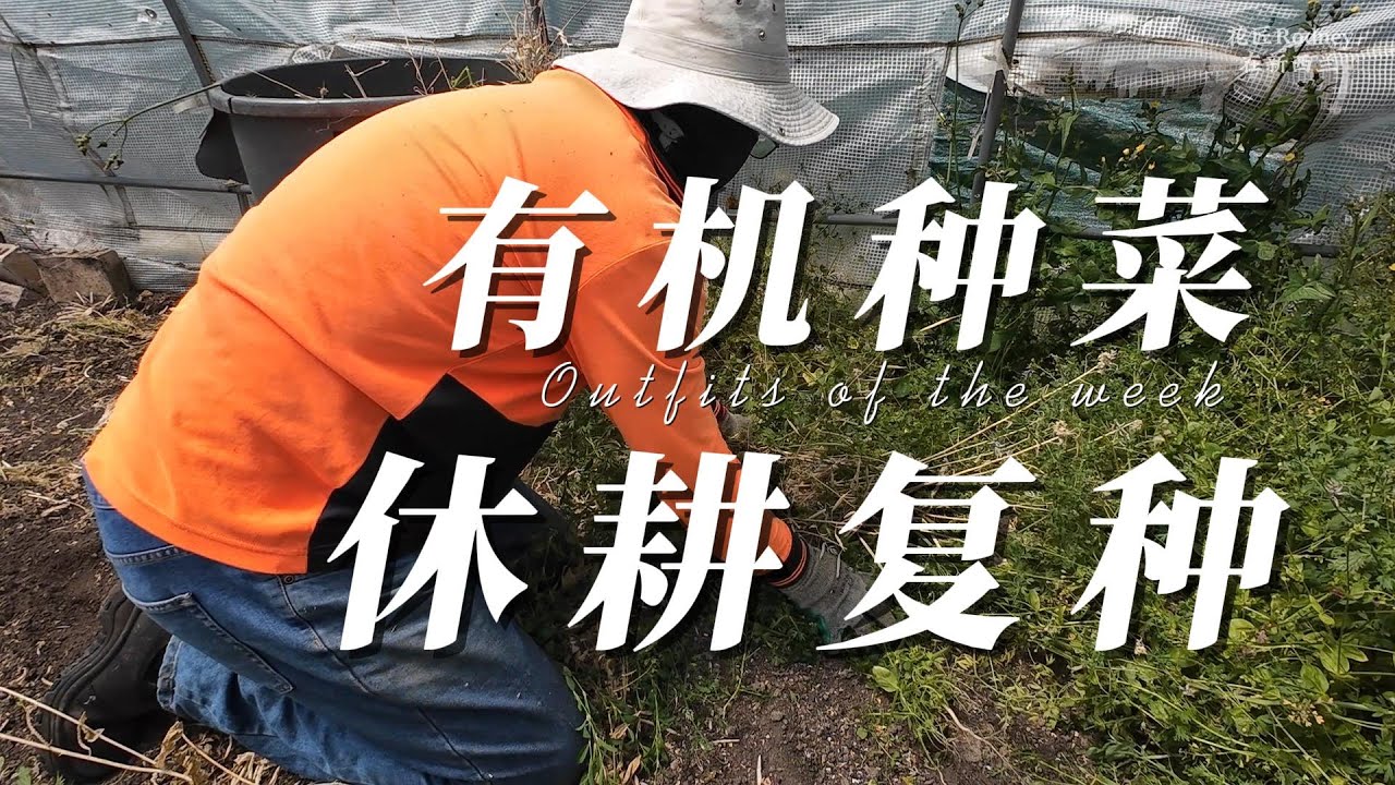 家庭农场的休耕，定植3个月后，西红柿铺满了地面
