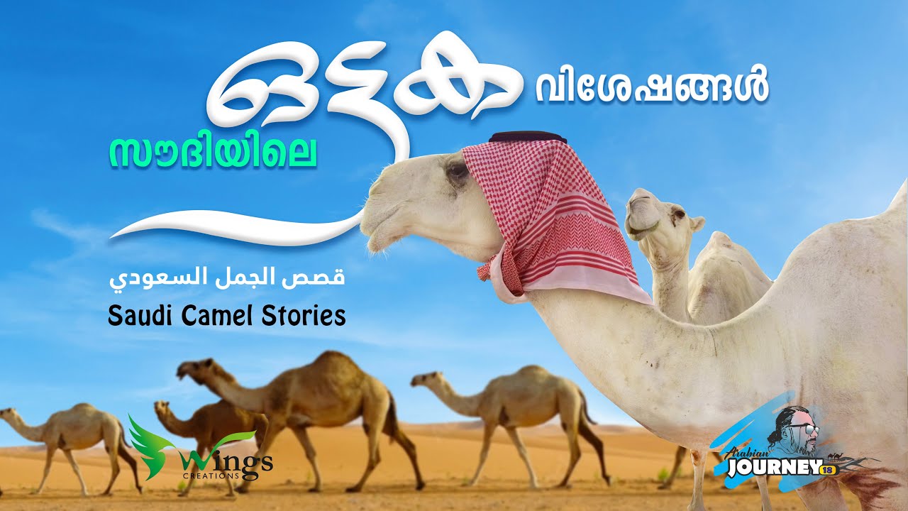Saudi Camel Stories  II  സൗദിയിലെ ഒട്ടക വിശേഷങ്ങൾ II قصص الجمل السعودي