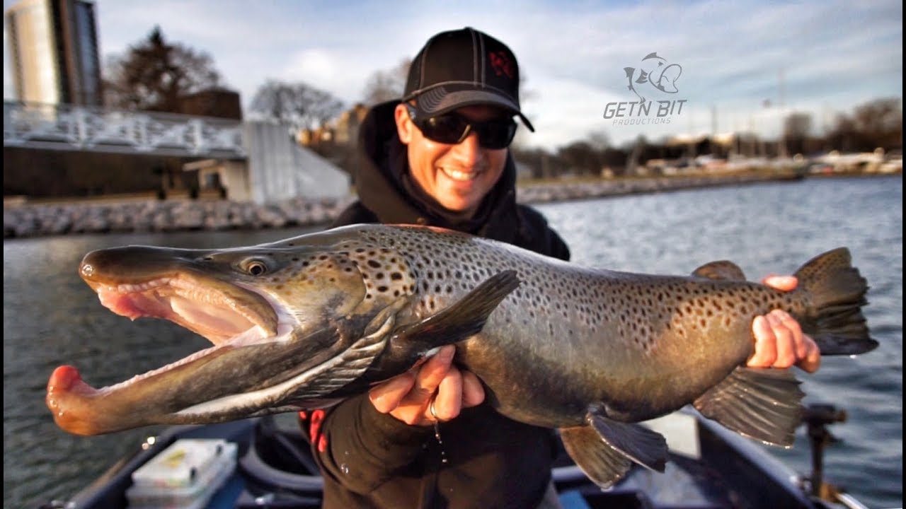 German Brown trout Fall 2017 Milwaukee harbor casting cranks