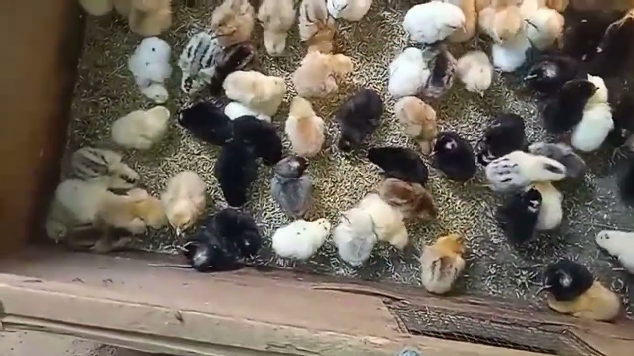 264  oeufs chaque semaine et 224  a 230 poussins chaque semaine