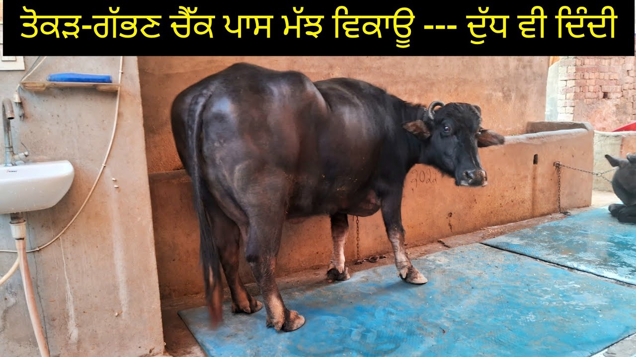 ਤੋਕੜ-ਗੱਭਣ ਚੈੱਕ ਪਾਸ ਮੱਝ ਵਿਕਾਊ -- ਦੁੱਧ ਦਿੰਦੀ .  94653-07543  tokad gabhan buffalo sale.  (23-12-25) 
