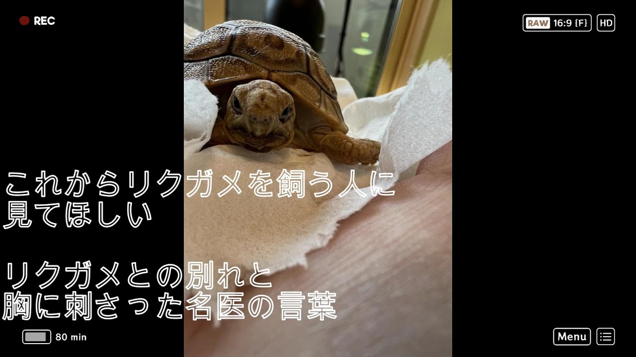 [初心者には是非見てほしい]私が大切なリクガメを死なせてしまった話