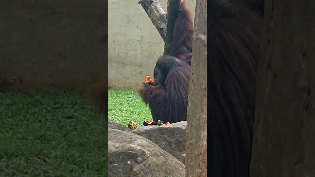 Back with our Saffiko (IV)#orangutan #zoo #srilanka #eating