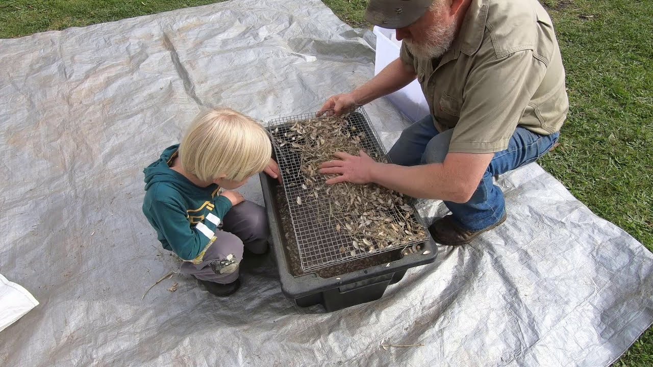 Processing Our CHICKPEA Crop - The Hard Way!
