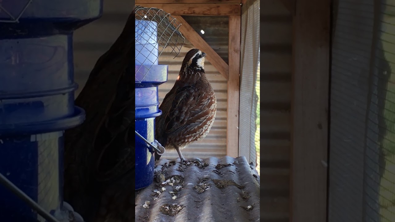 Butler Bobwhite Quail Sounds