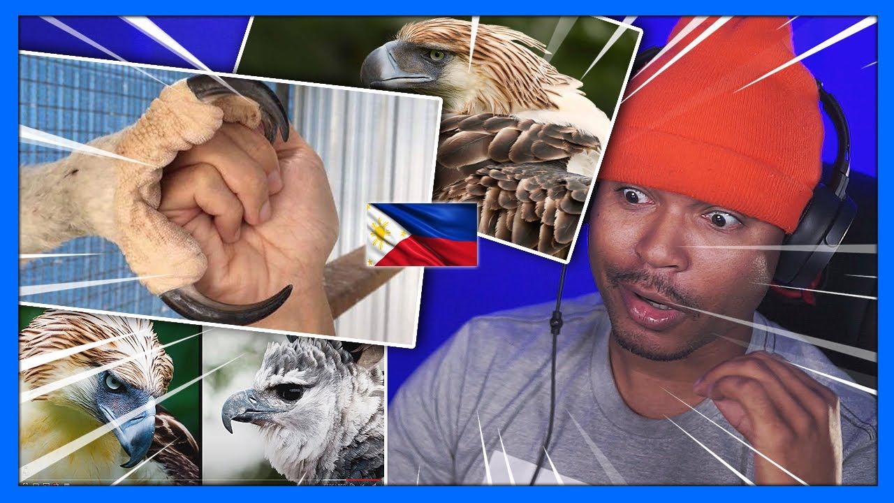 WHO IS THE KING OF THE BIRDS? HARPY EAGLE VS PHILIPPINE EAGLE