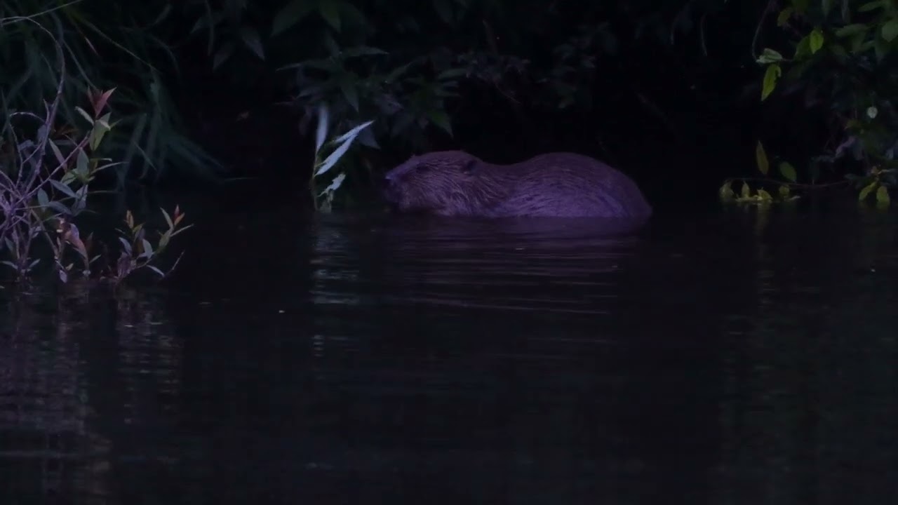 Biber an der Lahn bei Weilburg