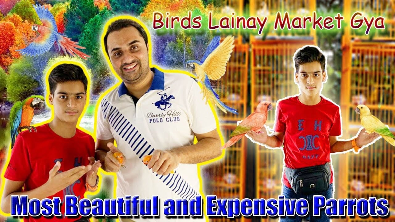 Exploring the Exclusive Bird Market | Unveiling the World of Exquisite and Expensive Parrots!🦜💰