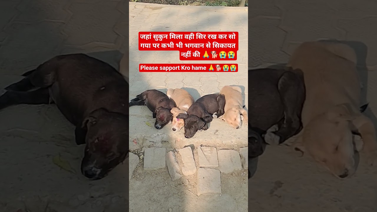 masum bacche daya Kro please 🙏😭