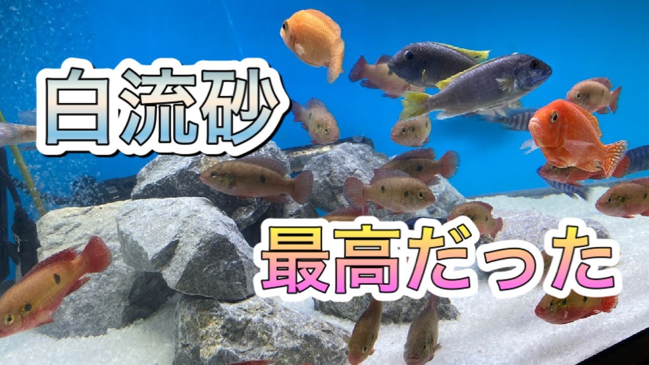 アフリカンシクリッド水槽に白砂を敷く