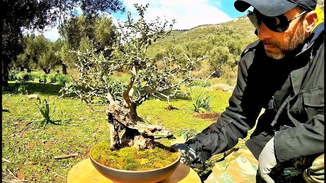 1st Repotting Very Old Wild Olive Tree Bonsai - Amazing Nebari