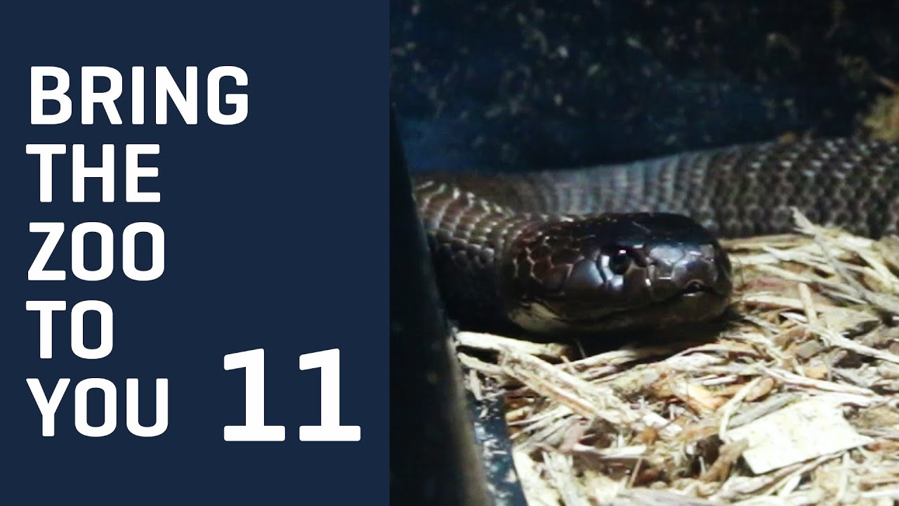 Bring the Zoo to You - Zebra spitting COBRA