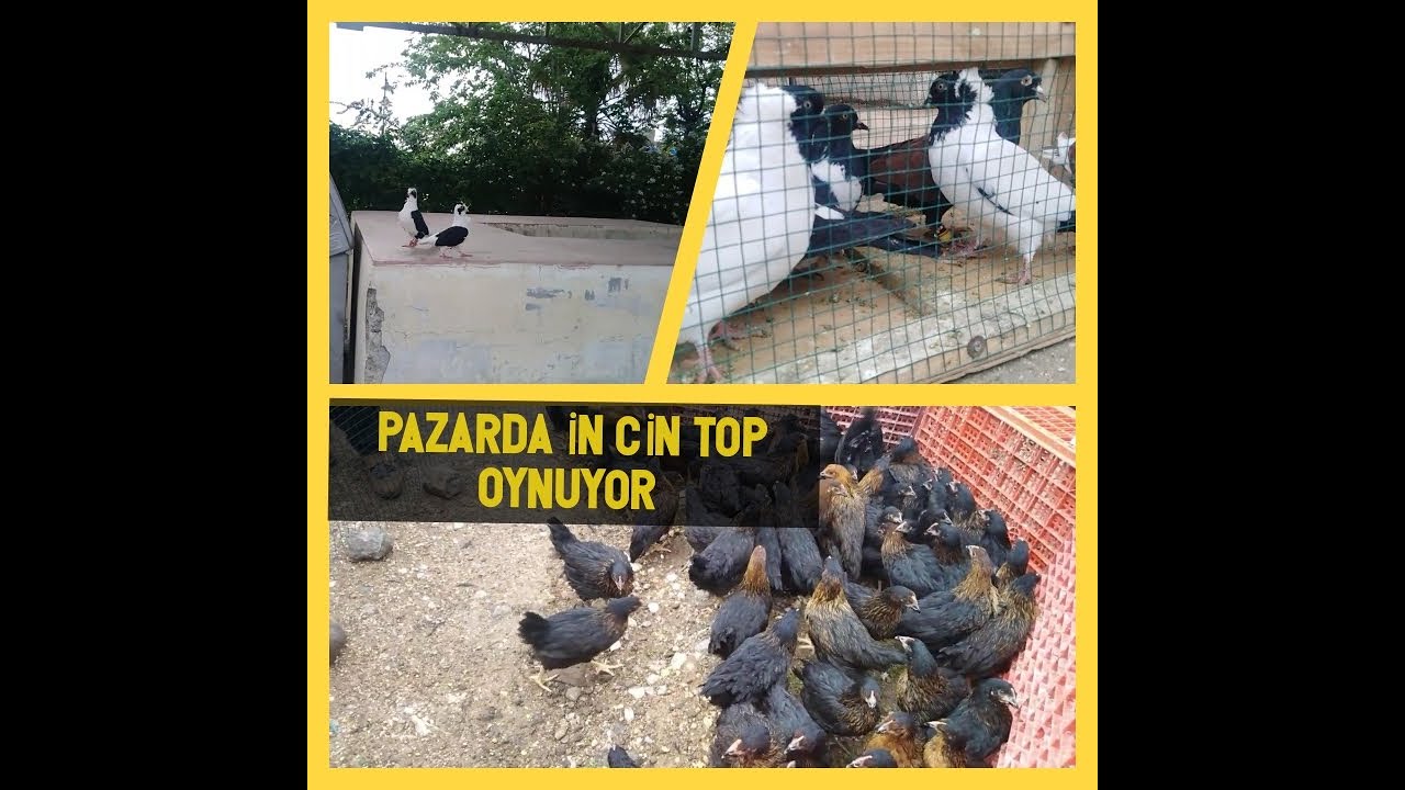 KİLİS TAVUK VE GÜVERCİN PAZARI 2020.PAZARDAN TAVUK ALDIM. SÜPRİZ SON.