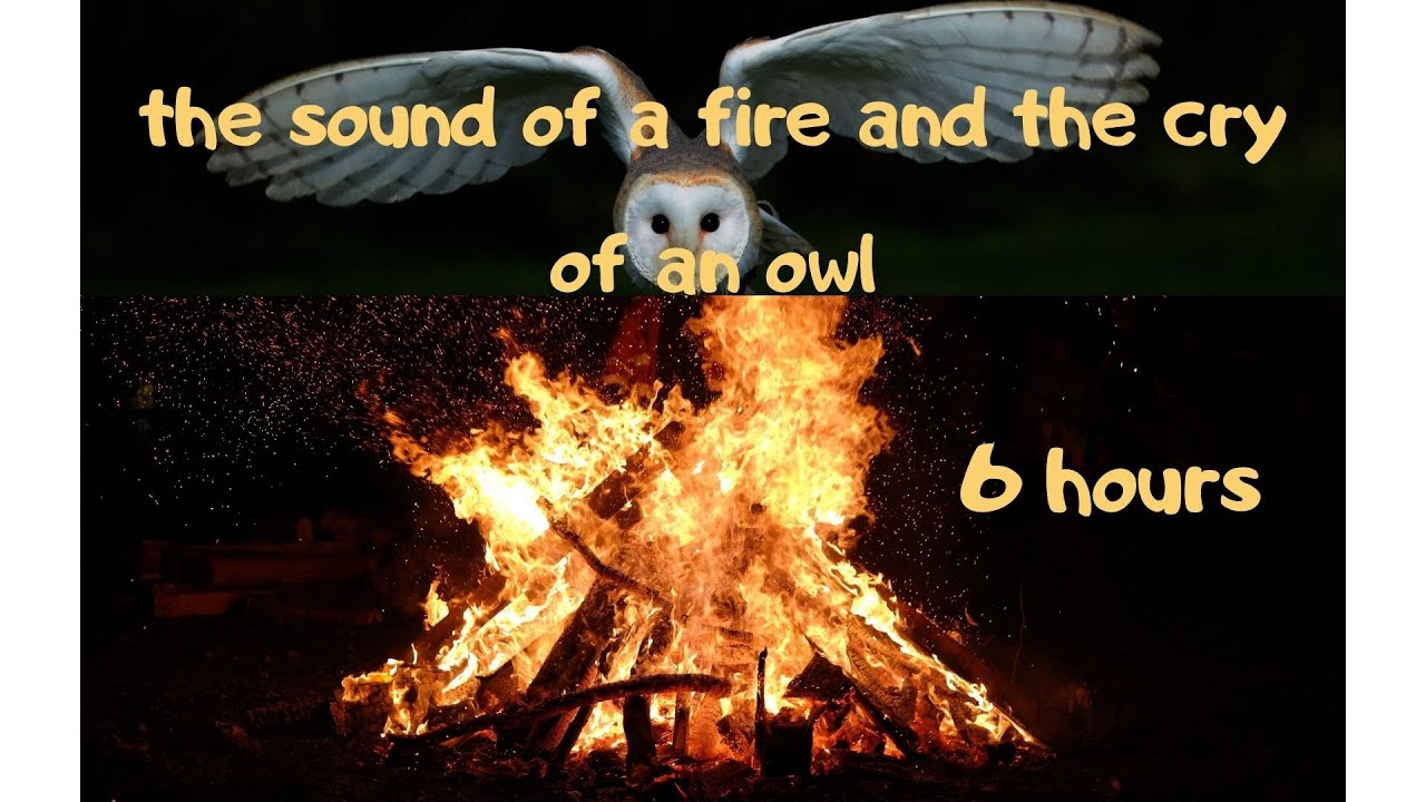 Fire. Bonfire. for Meditation.for sleep.the sound of a fire. Crackling firewood. screams of the Owl.