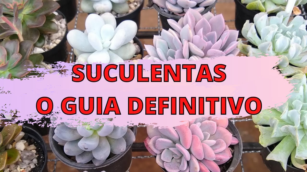 GUIA BÁSICO DE SUCULENTAS 🍀SUCULENTAS PERFEITAS PARA SEMPRE!!!