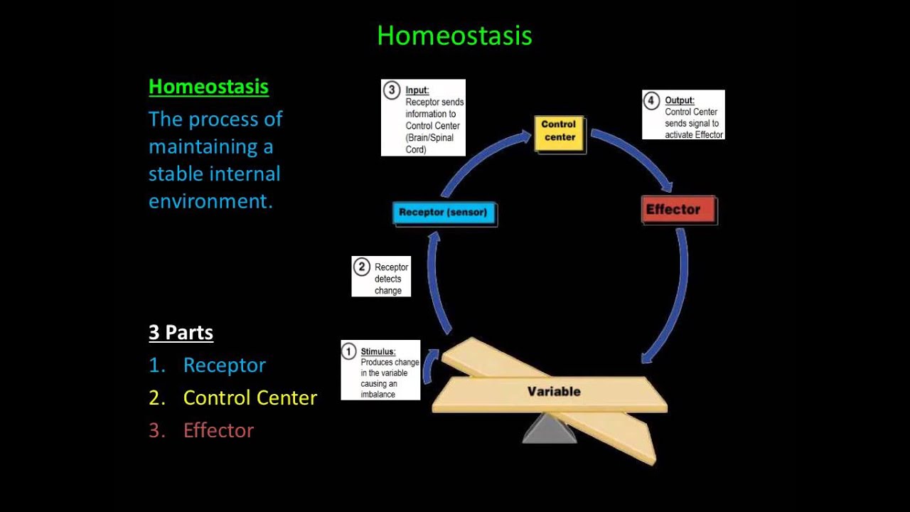 Homeostasis & Feedback Mechanisms
