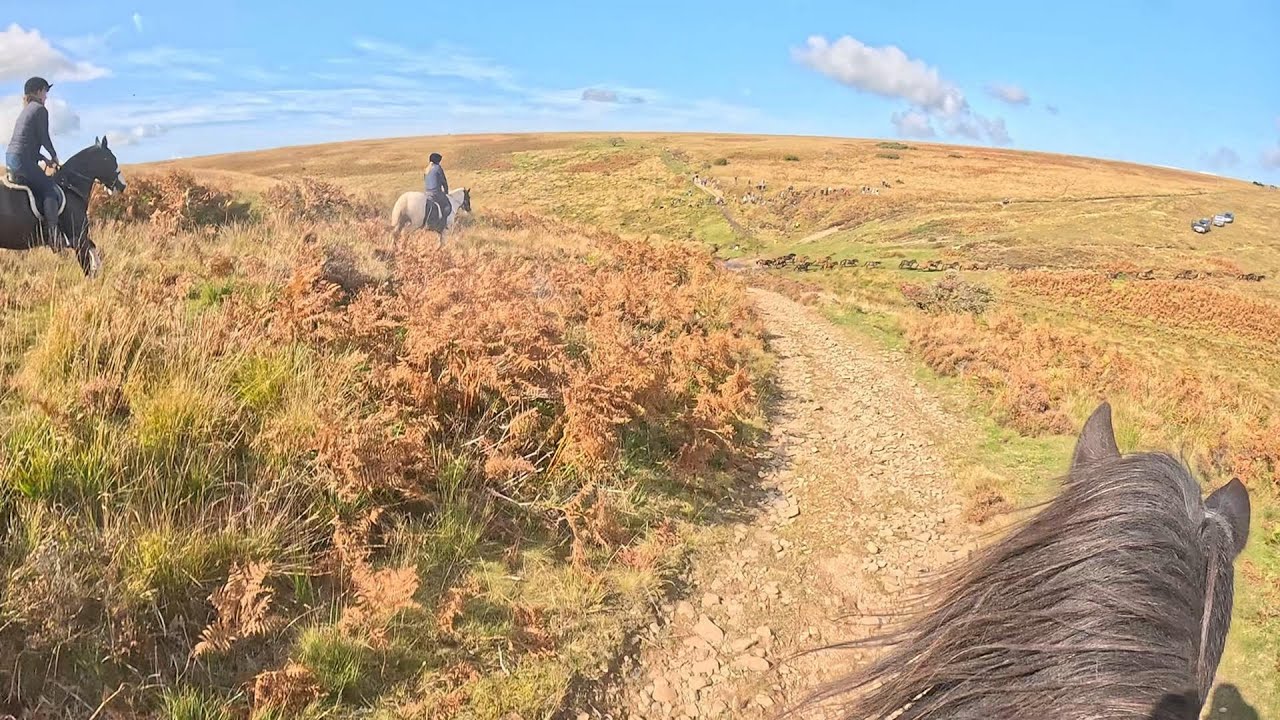 Tippbarlake Exmoor Pony 2025 Gathering on Brendon Common | Filmed from Horseback