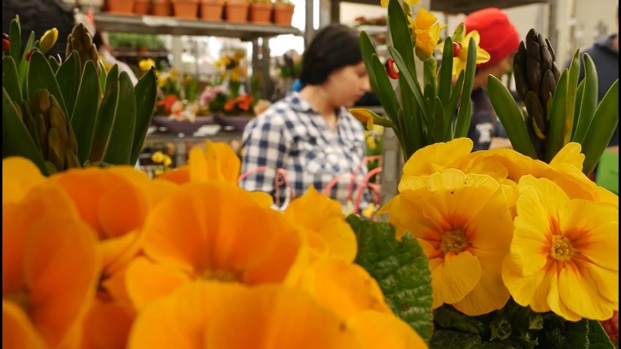 Florile de primavara - cel mai frumos cadou de la Floraria Tria's