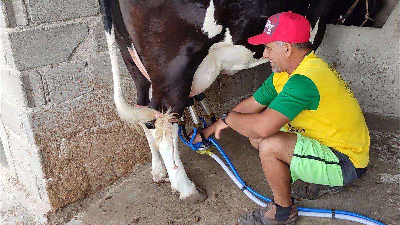 COMO ORDENHA A VACA COM BALDE AO PÉ| MOSTRANDO O SERTÃO NORDESTINO DEPOIS DAS CHUVAS #ordenha