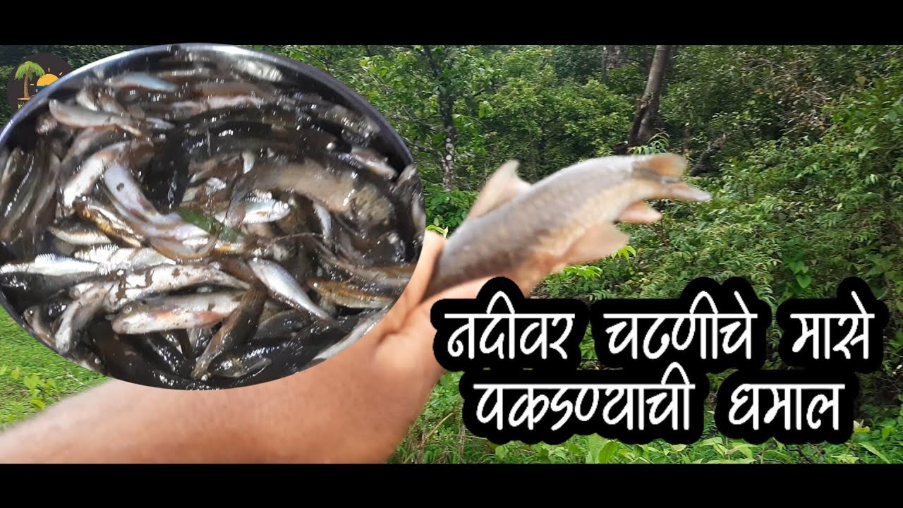 नदीतील उगवणीचे मासे । शेतीतले पाणी कमी झालं आणि मासे पकडताना झाली उदास😀। konkan vlog । रत्नागिरी