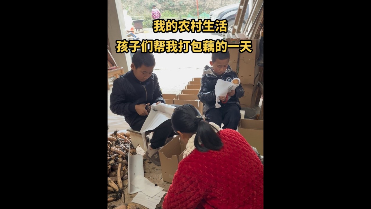 将近两亩的藕田，现在慢慢也挖到尾声了，田里还有300斤藕，今年的藕就挖完了，今天周末孩子们在家喊他们帮忙打包藕#农村生活 #我的乡村生活 #记录真实生活 #平平淡淡小日子 #用抖音……，