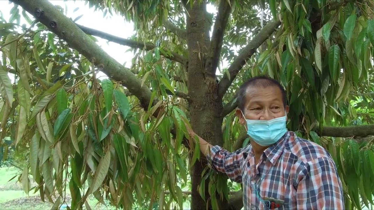 NR-EP62 เกร็ดเล็กเกร็ดน้อย เรื่องเล่าเกี่ยวกับการตัดแต่งกิ่ง ทรงพุ่ม ต้นทุเรียนอายุ 5 ปี