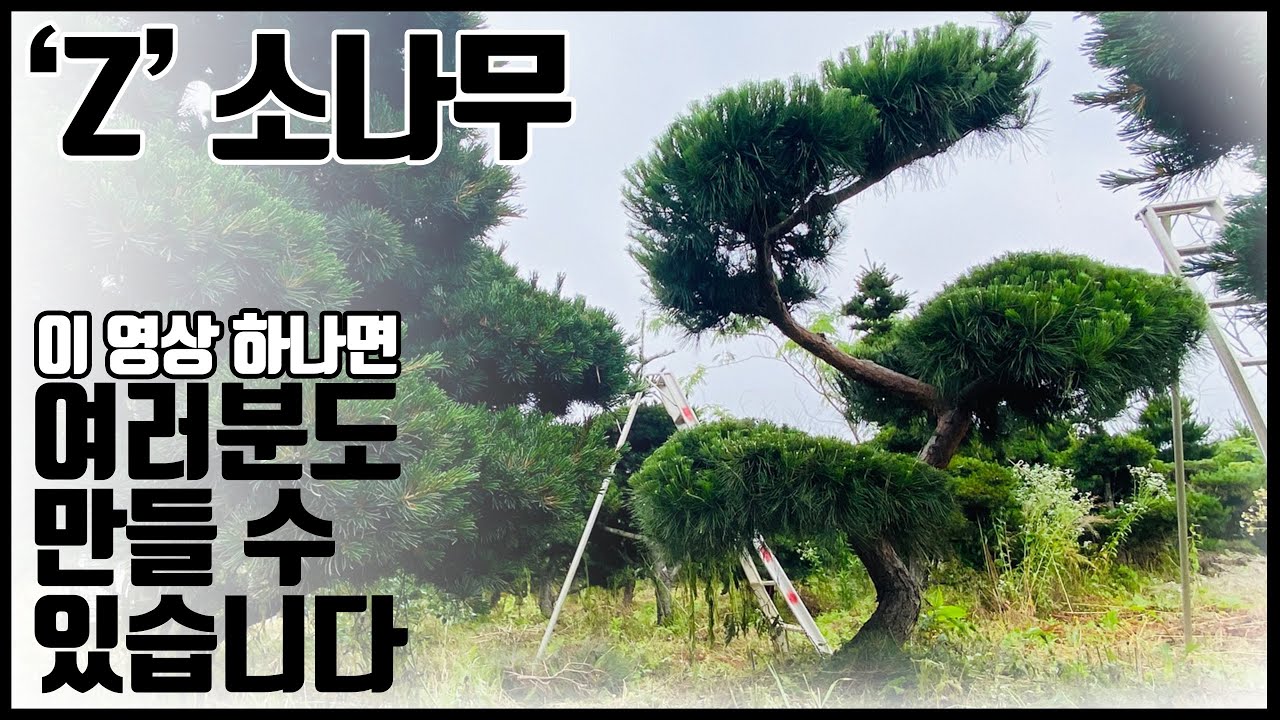 전원주택 소나무 특수목 만들기. Z자형 소나무 전지전정🔥