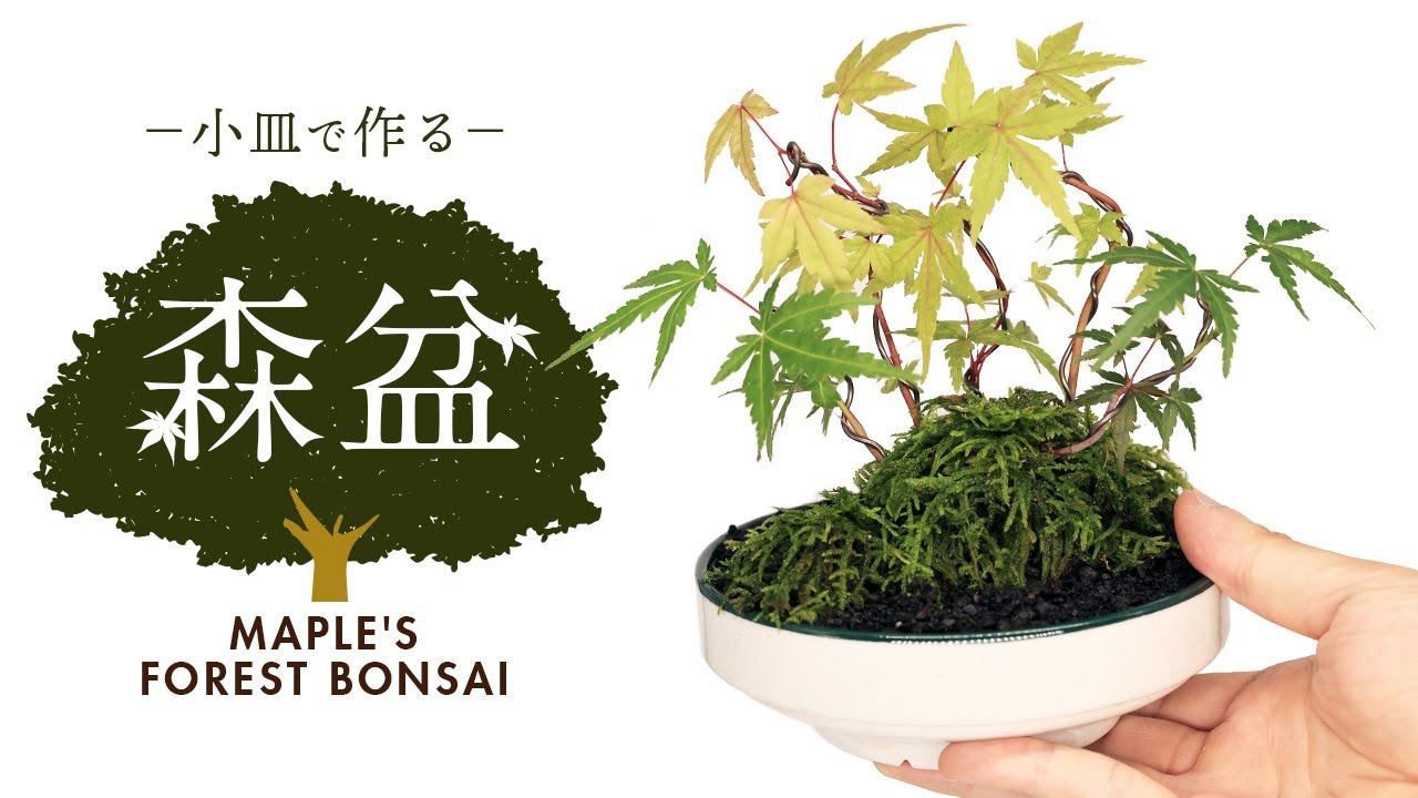 小皿で作るモミジのモサモサ森盆【Bonsai diary 盆栽日記 9/18】初心者の簡単盆栽の作り方 やり方 もみじ ミニ盆栽 苔庭 moss EOS R5 DIY