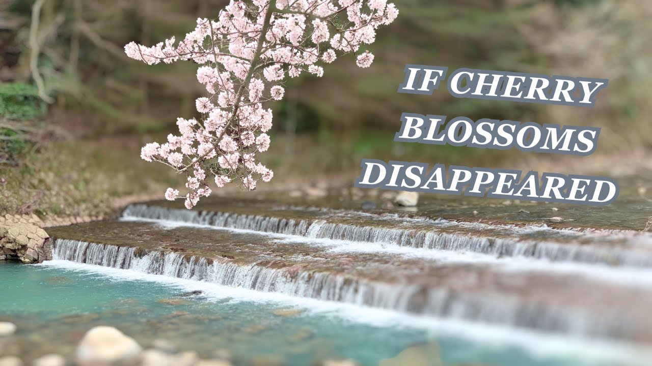 If cherry blossoms disappeared