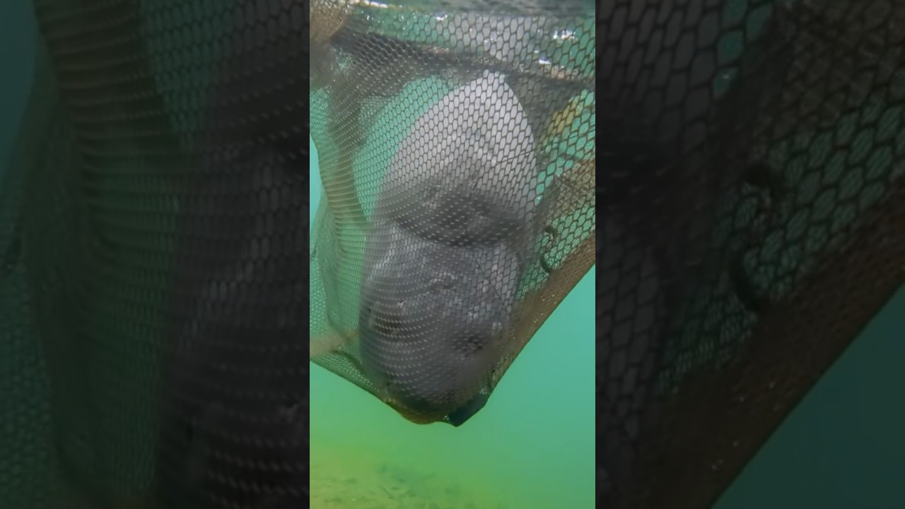 There are no old fish, there are only big fish🤯🤯