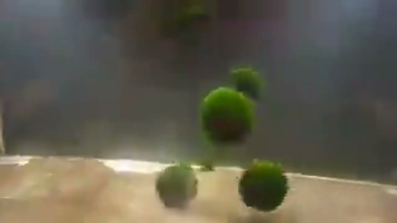 Full Theme of the Goobabs