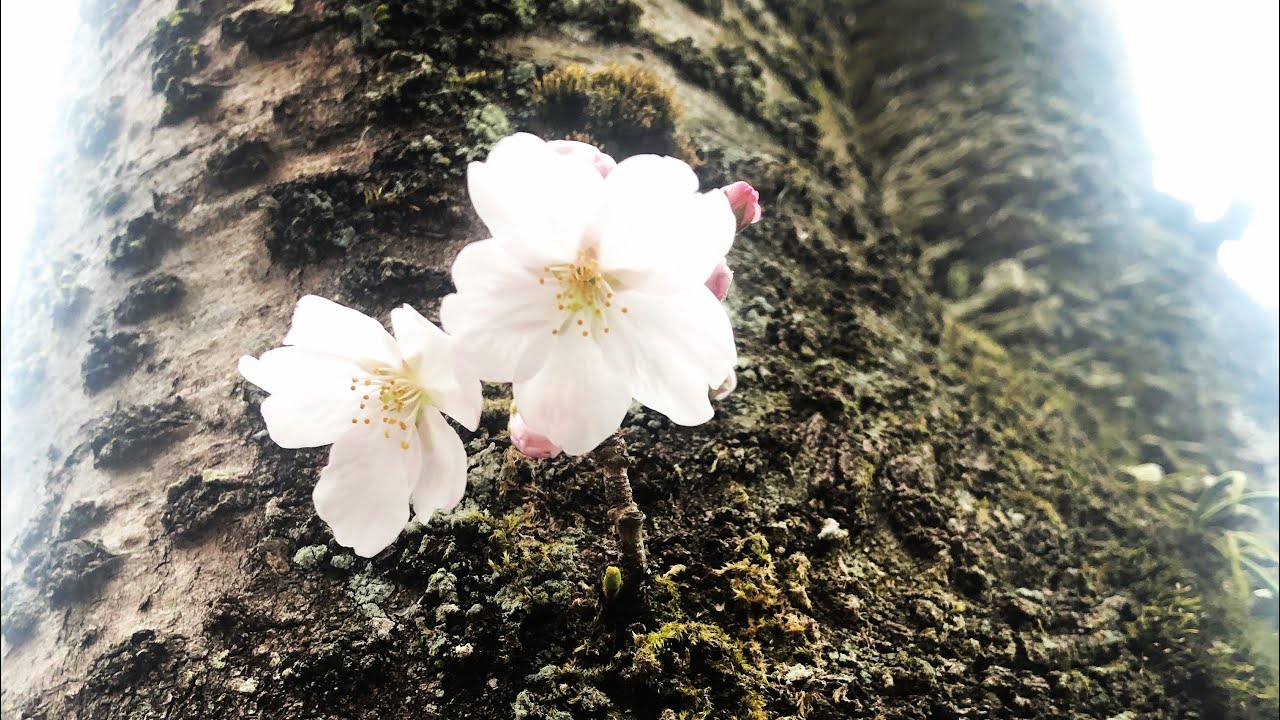Sakura 2020 cherry blossoms 🌸 season 2020