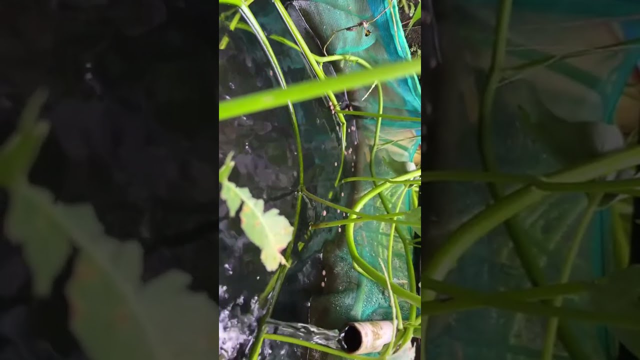 NGEBUBURIT DENGAN ANAK IKAN NILA