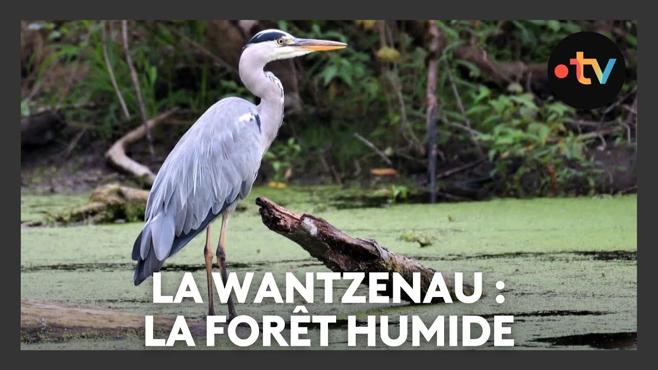 Un lieu, des histoires à La Wantzenau : la forêt humide - Episode 1/4